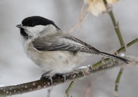 Parus montanus_2